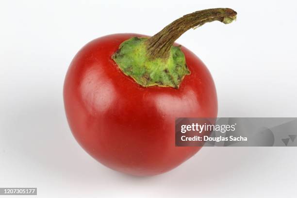 cherry bomb pepper on a white background - pimientos stock-fotos und bilder