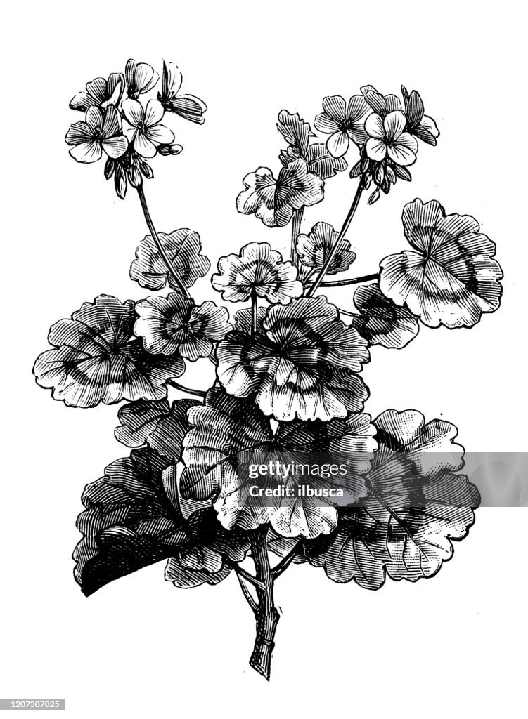 Antique botany illustration: Pelargonium zonale, horse-shoe pelargonium, wildmalva