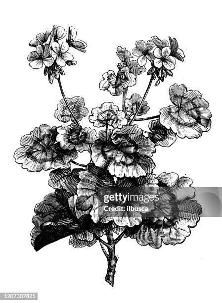 antique botany illustration: pelargonium zonale, horse-shoe pelargonium, wildmalva - peppermint geranium stock illustrations