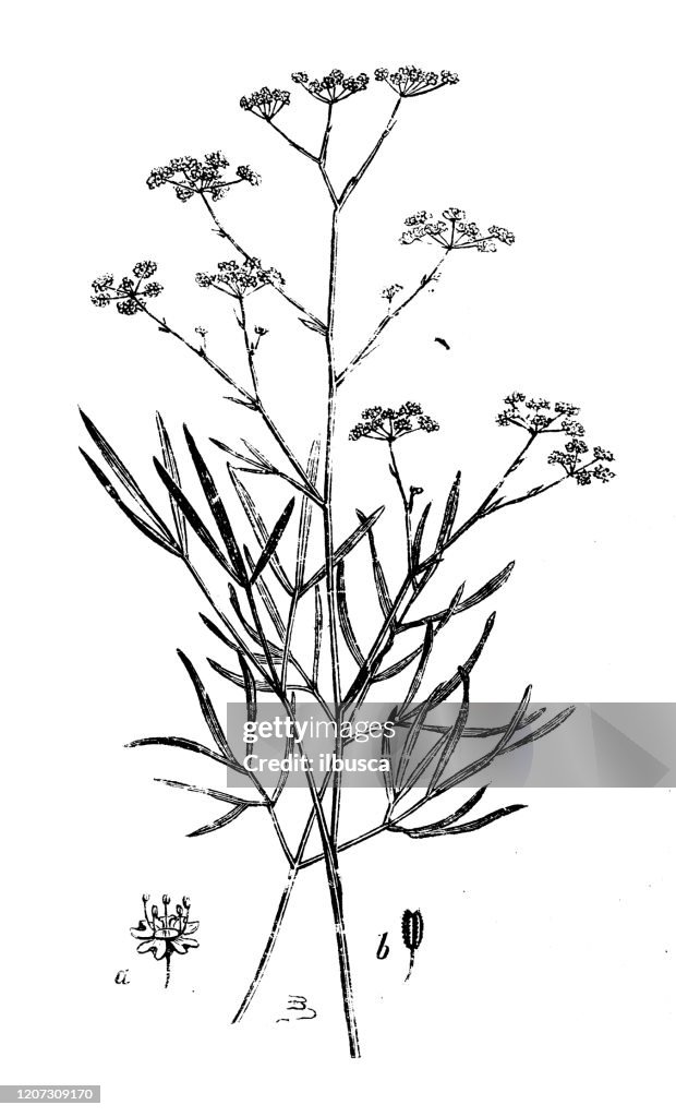 Antique botany illustration: Peucedanum ostruthium, Imperatoria ostruthium, Masterwort