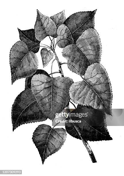 illustrazioni stock, clip art, cartoni animati e icone di tendenza di illustrazione di botanica antica: populus deltoides, cottonwood orientale, pioppo collana - eastern cottonwood leaf