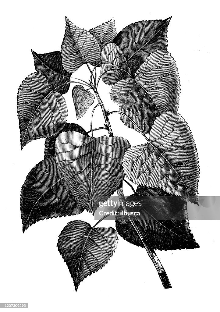 Antique botany illustration: Populus deltoides, eastern cottonwood, necklace poplar