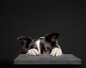 Black and white border collie hiding behind grey stool