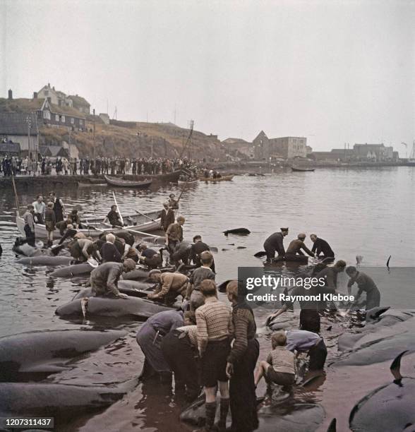 Whalemen inspecting carcasses of harpooned whales before they are cut up for meat, Faroe Islands, Denmark. Original Publication: Picture Post - 4451...
