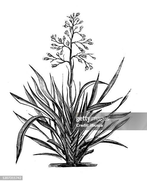 antique botany illustration: phormium tenax, new zealand flax - flax plant stock illustrations