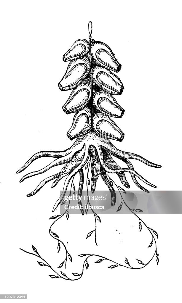 Antique animal illustration: Physophora hydrostatica
