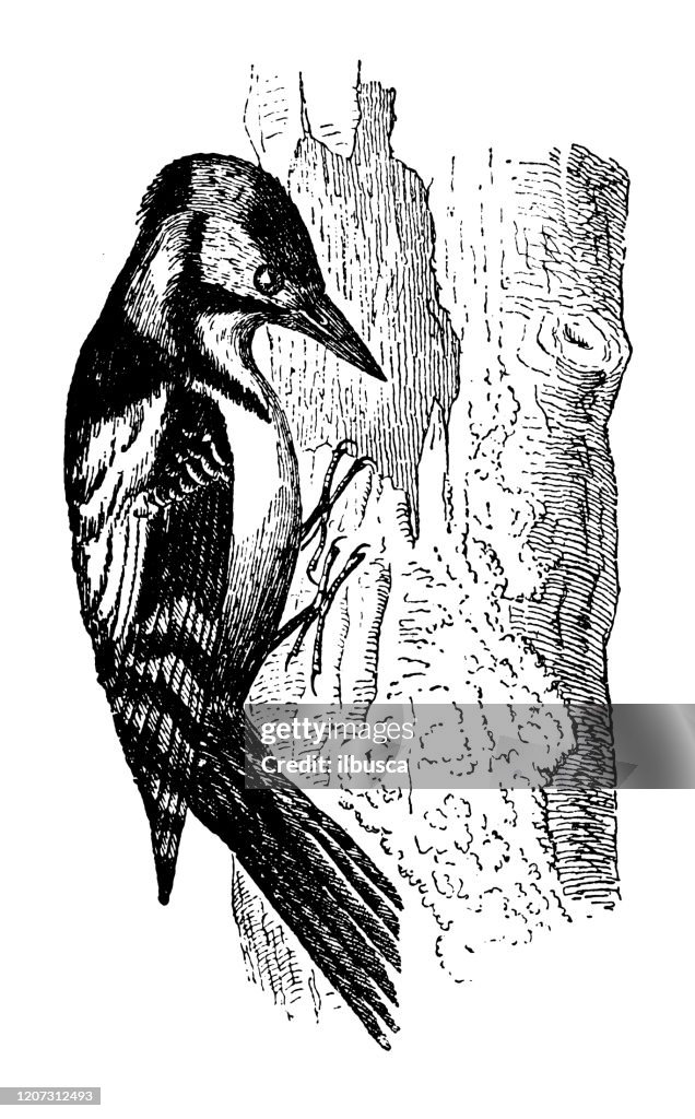 Antique animal illustration: great spotted woodpecker (Dendrocopos major)