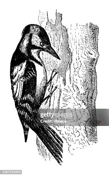 antique animal illustration: great spotted woodpecker (dendrocopos major) - great spotted woodpecker stock illustrations