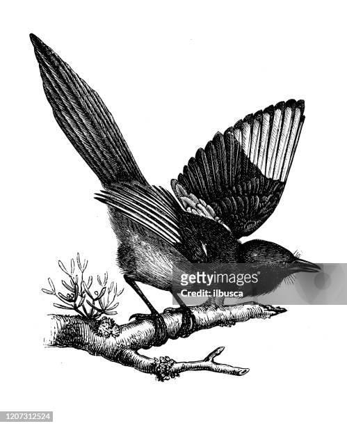 antique animal illustration: magpie - magpie stock illustrations