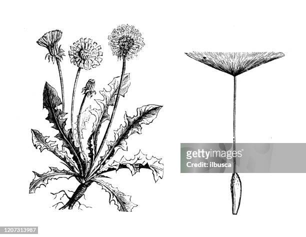 antique botany illustration: taraxacum, dandelion - dandelion drawing stock illustrations