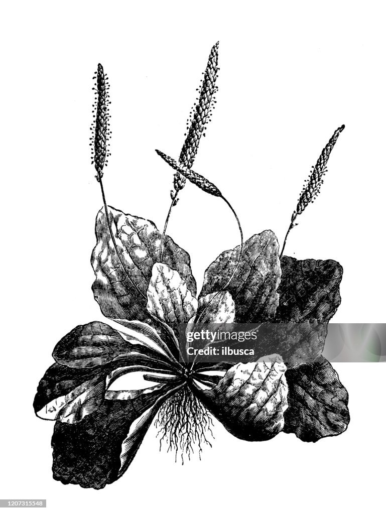 Antique botany illustration: Plantago major (broadleaf plantain)