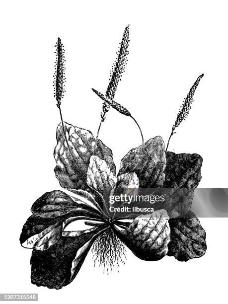 antique botany illustration: plantago major (broadleaf plantain) - plantago lanceolata stock illustrations