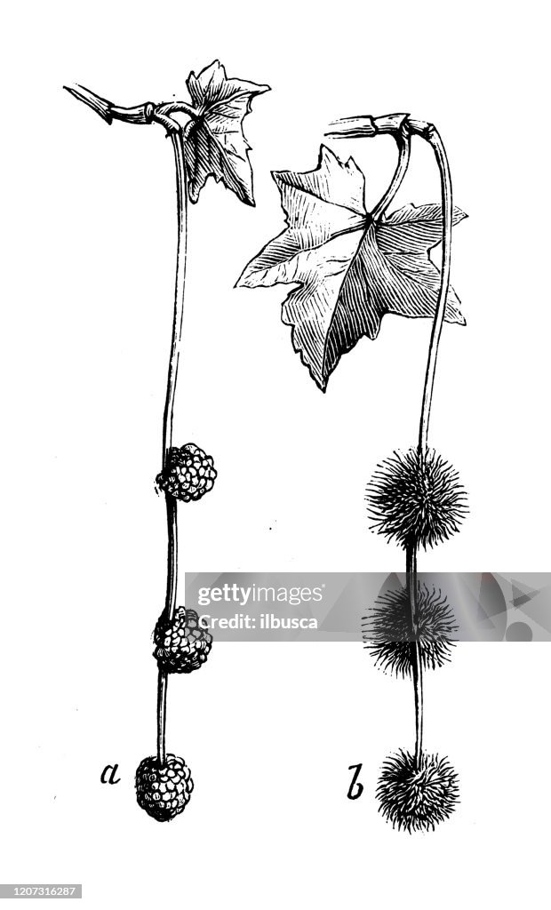 Antik botanik illustration: Platanus occidentalis, amerikansk sycamore, amerikansk planetree, västra plan