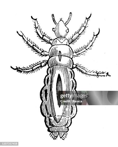 Draw Lice 63 Lice Drawing High Res Illustrations - Getty Images