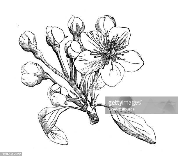 antique botany illustration: pyrus communis, pear tree - pear tree stock illustrations
