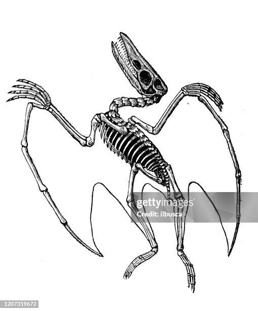antique animal illustration: pterodactylus - pterosaur stock illustrations