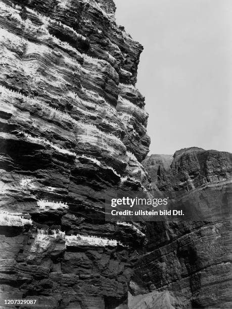 Common murres on a rock face - undated - Vintage property of ullstein bild 2:2