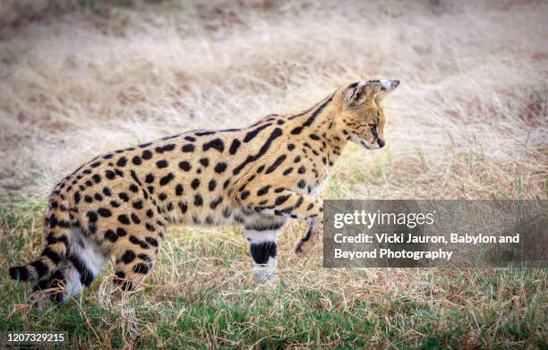 gorgeous serval cat getting ready to pounc at ngorongoro crater, tanzania - serval stockfoto's en -beelden