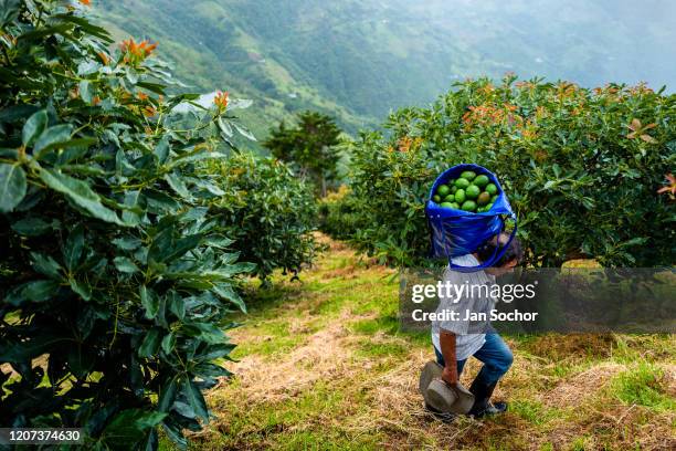 Colombian farm worker carries a bag of avocados during a harvest at a plantation on November 21, 2019 near Medellín, Colombia. Colombian avocado...