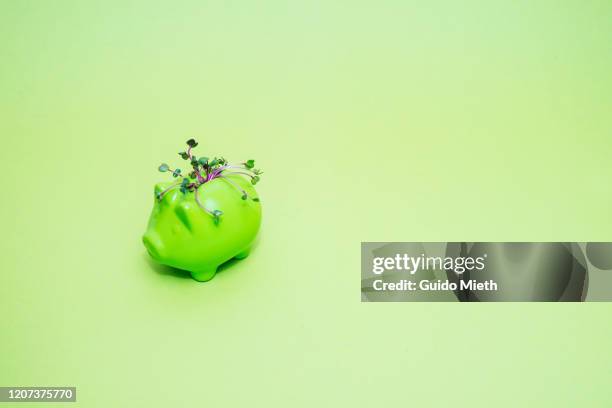 green piggybank with green seedling. - biotechnology investment stock pictures, royalty-free photos & images