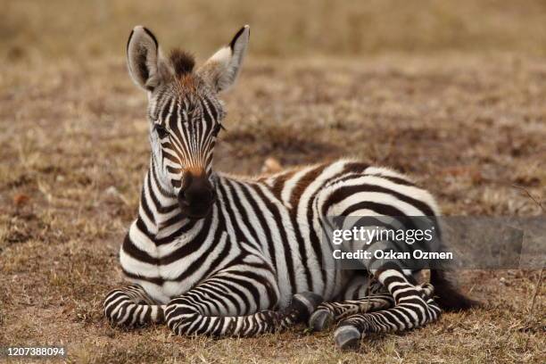 zebra foal in the wilderness of africa - föl bildbanksfoton och bilder