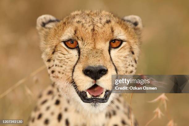 cheetah in the wilderness of africa - gepard stock-fotos und bilder