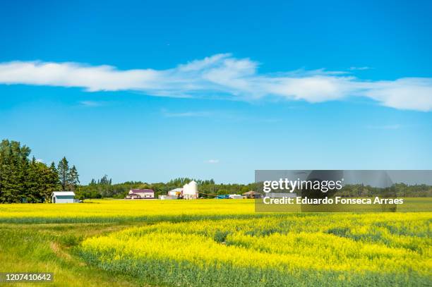 farm buildings and canola fields against a clear sunny blue sky - manitoba imagens e fotografias de stock