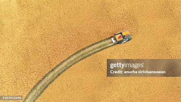 aerial top view harvester machine working in rice fields, asia, thailand. - combine harvester stockfoto's en -beelden