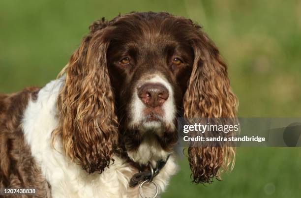 a head shot of a cute english springer spaniel dog, canis lupus familiaris,. - english springer spaniel stockfoto's en -beelden