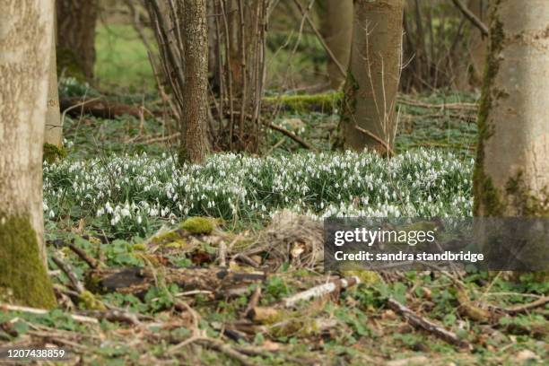 beautiful snowdrops, galanthus, growing in woodland in winter in the uk. - snowdrop stock pictures, royalty-free photos & images