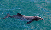 Hectors dolphin, endangered dolphin, New Zealand