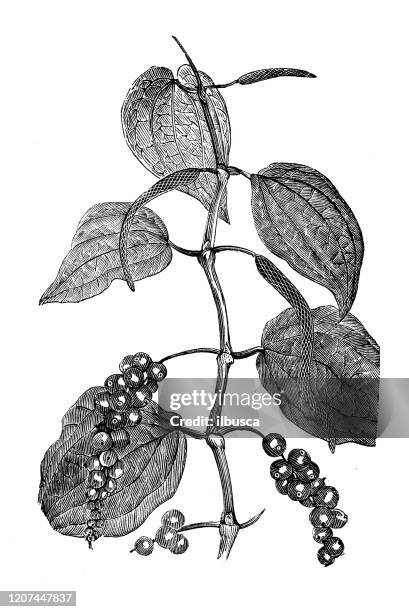 antique botany illustration: black pepper (piper nigrum) - piper stock illustrations