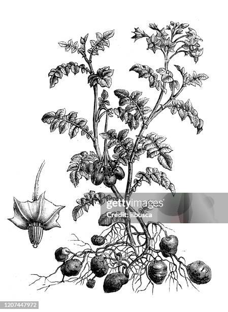 ilustraciones, imágenes clip art, dibujos animados e iconos de stock de ilustración de botánica antigua: patatas, solanum tuberosum - el papa