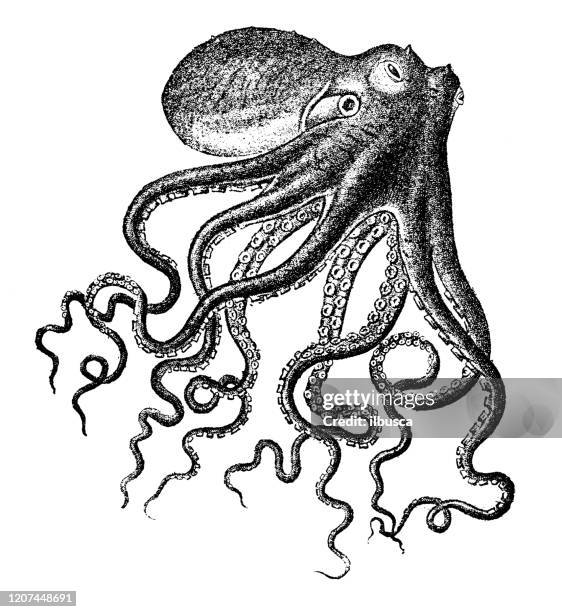 antique animal illustration: octopus - vintage octopus stock illustrations