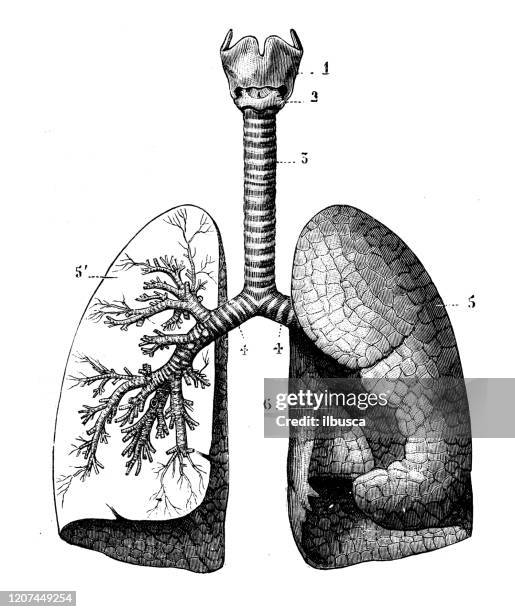 illustrations, cliparts, dessins animés et icônes de illustration animale antique : système respiratoire - illustration biomédicale