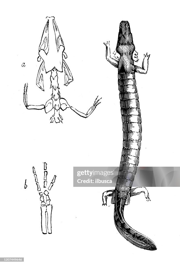 Antique animal illustration: olm, proteus ,Proteus anguinus