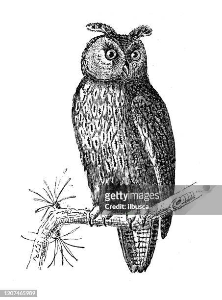 ilustraciones, imágenes clip art, dibujos animados e iconos de stock de ilustración animal antigua: búho-águila euroasiática (bubo bubo) - búho real