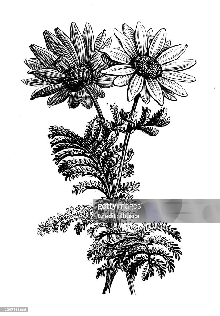 Illustrazione antica di botanica: Pyrethrum roseum, ora Crisantemo o Tanacetum