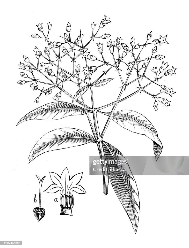 Antique botany illustration: Cinchona officinalis