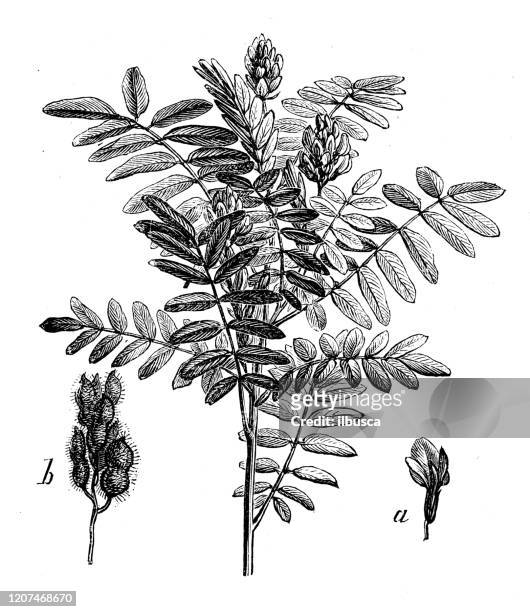 antique botany illustration: liquorice, licorice, glycyrrhiza glabra - licorice flower stock illustrations