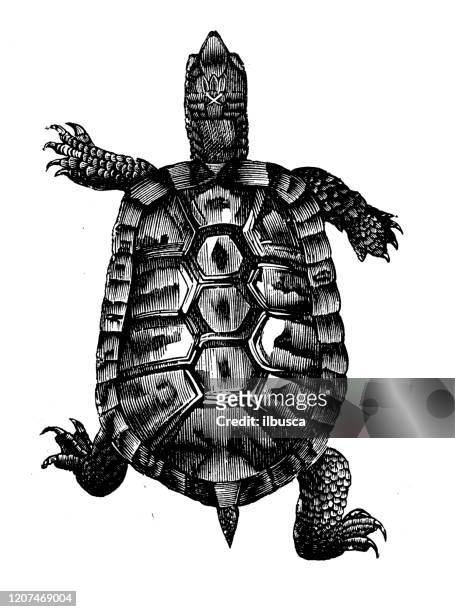 stockillustraties, clipart, cartoons en iconen met antieke dierlijke illustratie: schildpad - turtle