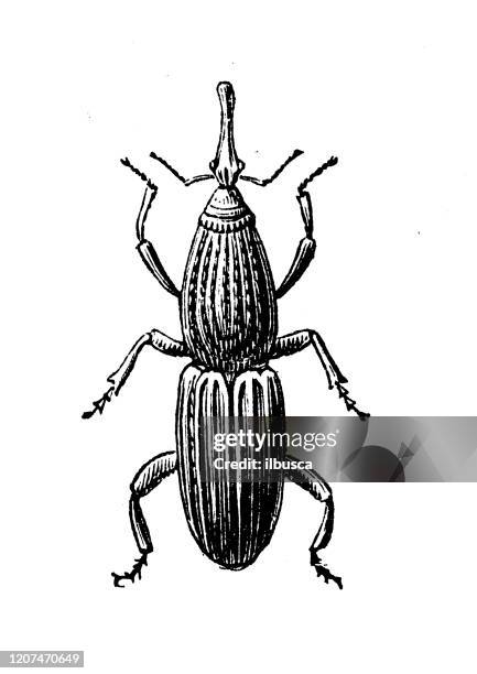 antique animal illustration: wheat weevil (sitophilus granarius) - rice weevil stock illustrations