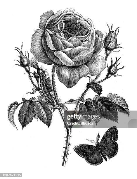 antike botanik illustration: rose - gravieren stock-grafiken, -clipart, -cartoons und -symbole