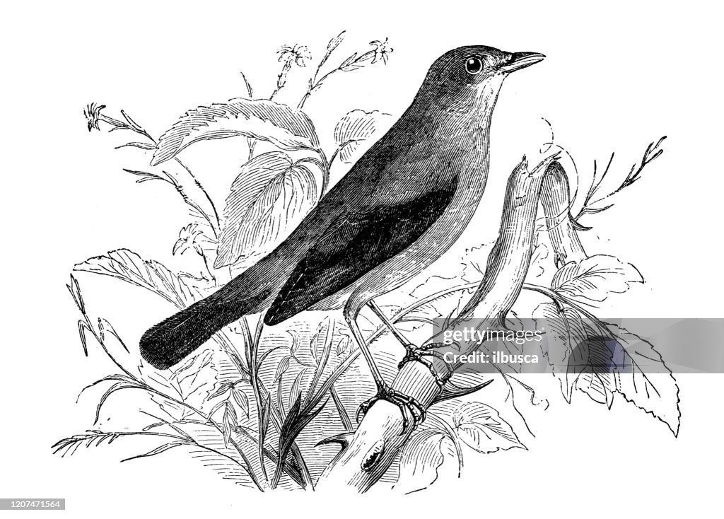 Antique animal illustration: nightingale (Luscinia megarhynchos)