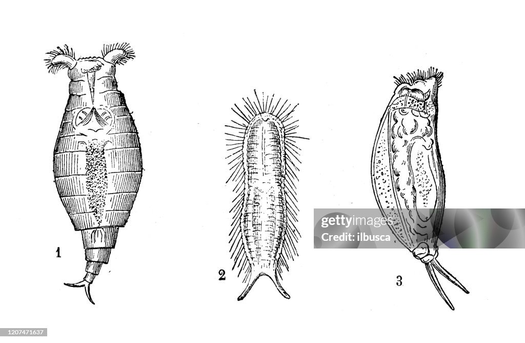 Antique animal illustration: Rotifer inflatus, Choetotonus squamatus, Salpina Brevispina