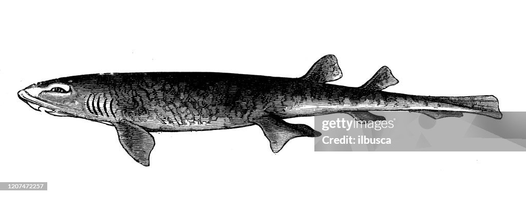 Antique animal illustration: small-spotted catshark (Scyliorhinus canicula)
