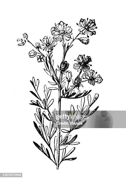 antique botany illustration: ruta graveolens, rue - rutabaga stock illustrations