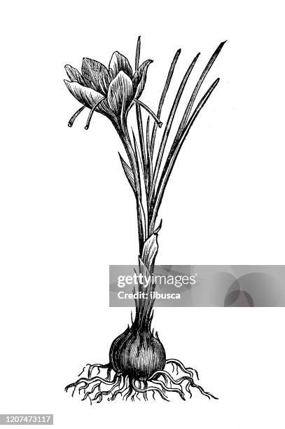 antique botany illustration: crocus sativus, saffron crocus - crocus stock illustrations