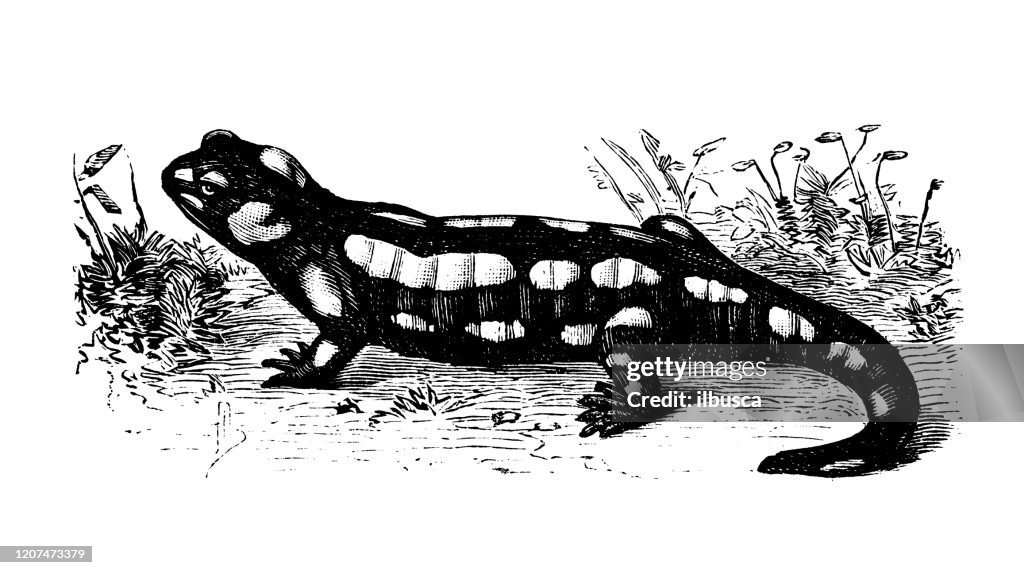 Antique animal illustration: fire salamander (Salamandra salamandra)