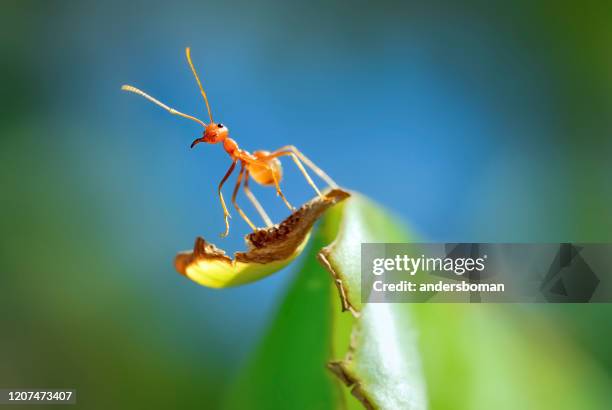 one red ants  on banana leaf - ant bites stock pictures, royalty-free photos & images